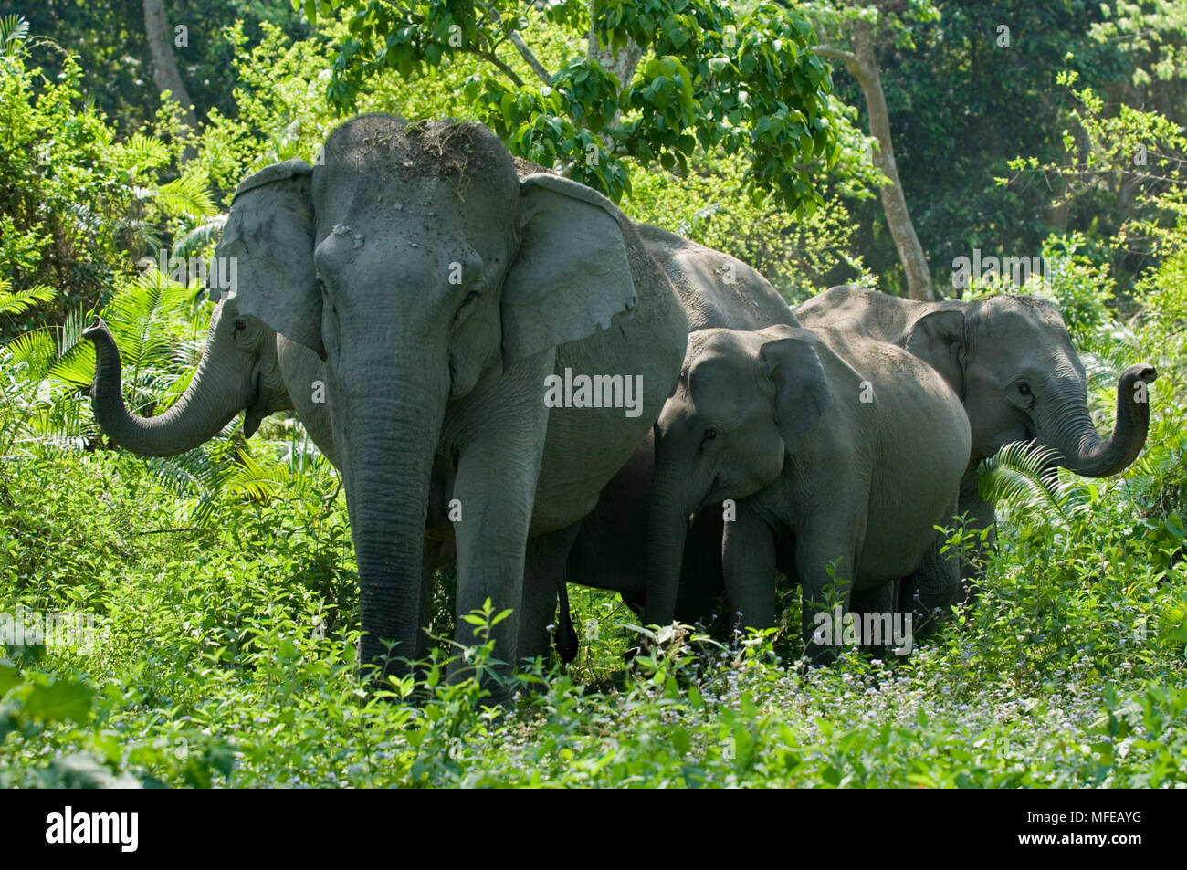 ASIAN ELEPHANT group in forest Elephas maximus Kaziranga National Park