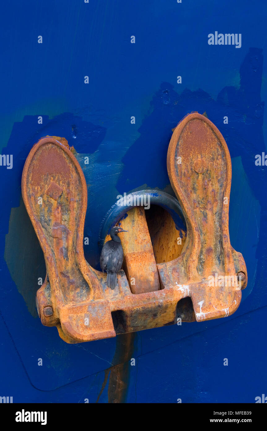 ROCK SHAG Phalacrocorax magellanicus roosting on ship's anchor Falkland Islands. Stock Photo