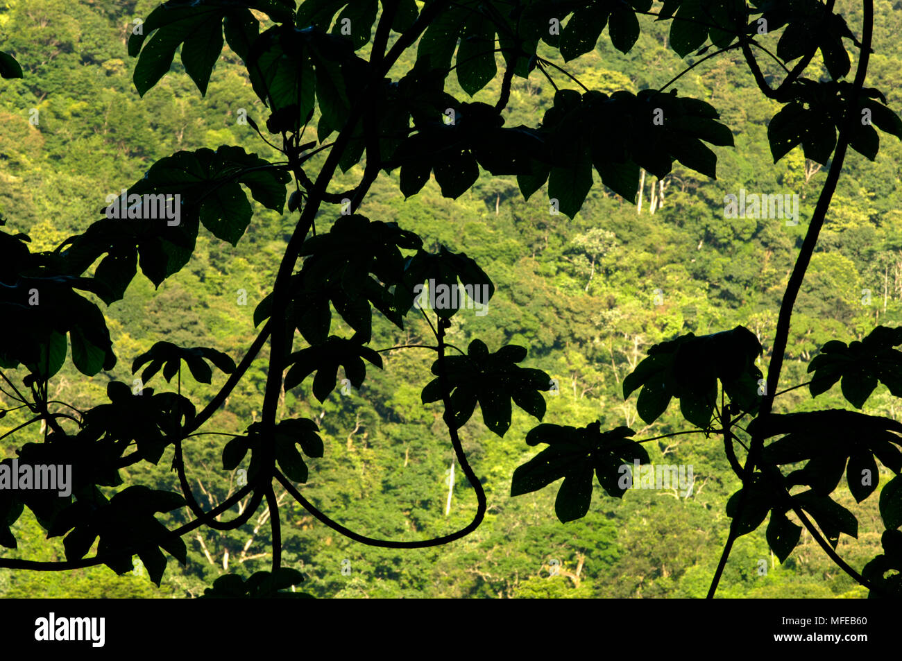 CECROPIA LEAVES silhouetted against rainforest Arima Valley, Trinidad. Stock Photo