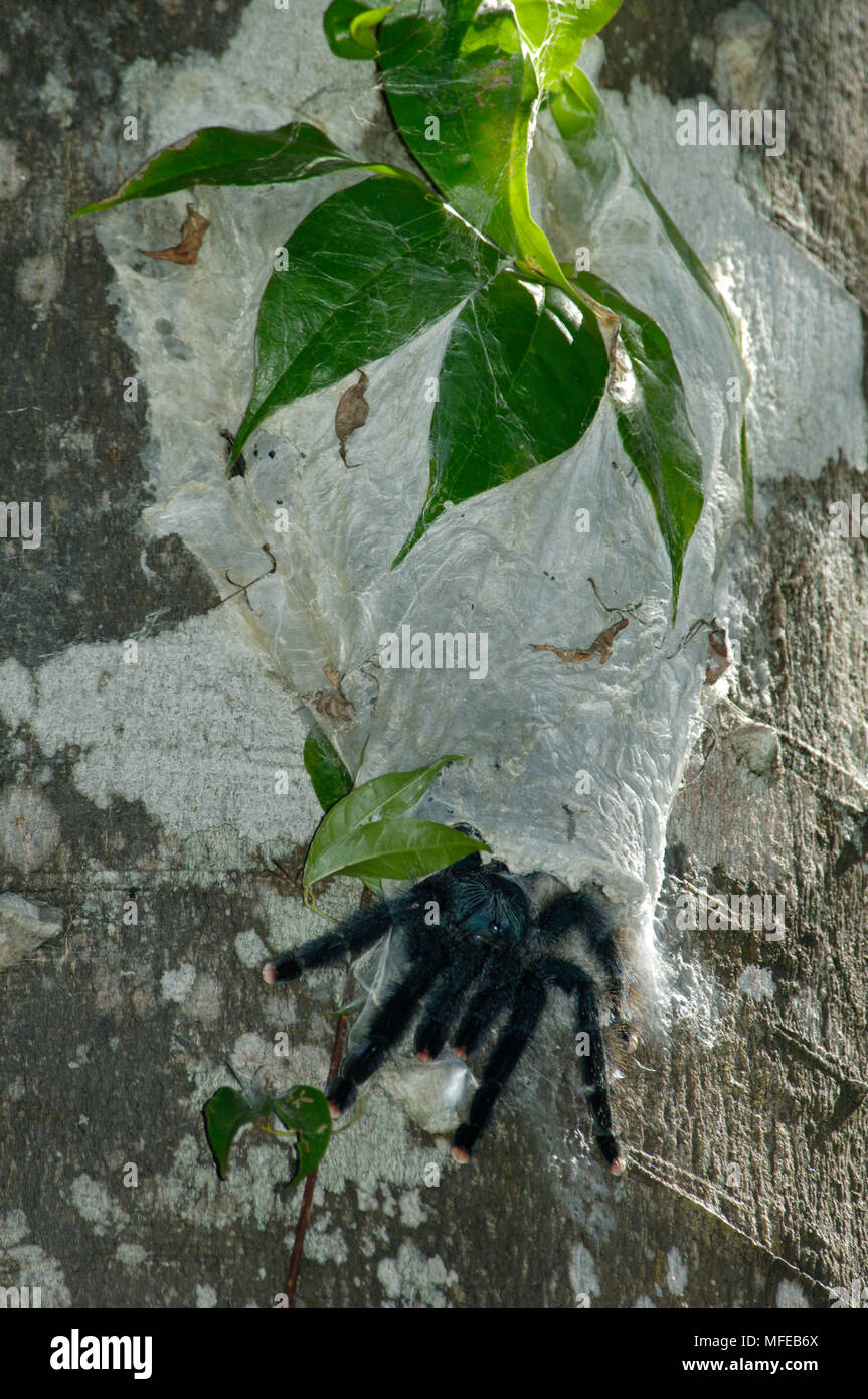Trinité-chevron (Psalmopoeus cambridgei tarentule), poils collants Photo  Stock - Alamy