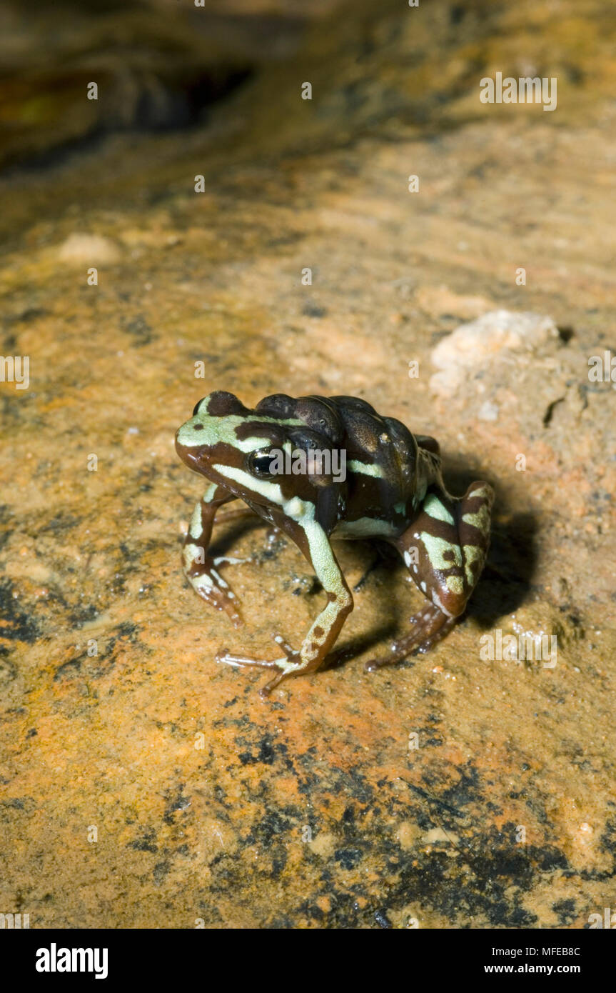 PHANTASMAL POISON FROG Epipedobates tricolor male with tadpoles on back El Oro Province, Ecuador Stock Photo