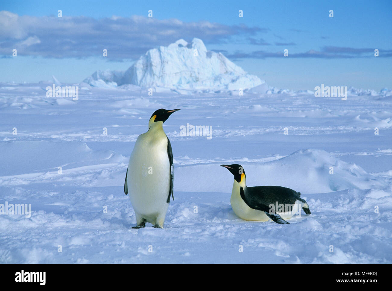 EMPEROR PENGUINS (Aptenodytes forsteri) Ross Sea, Antarctica Stock Photo