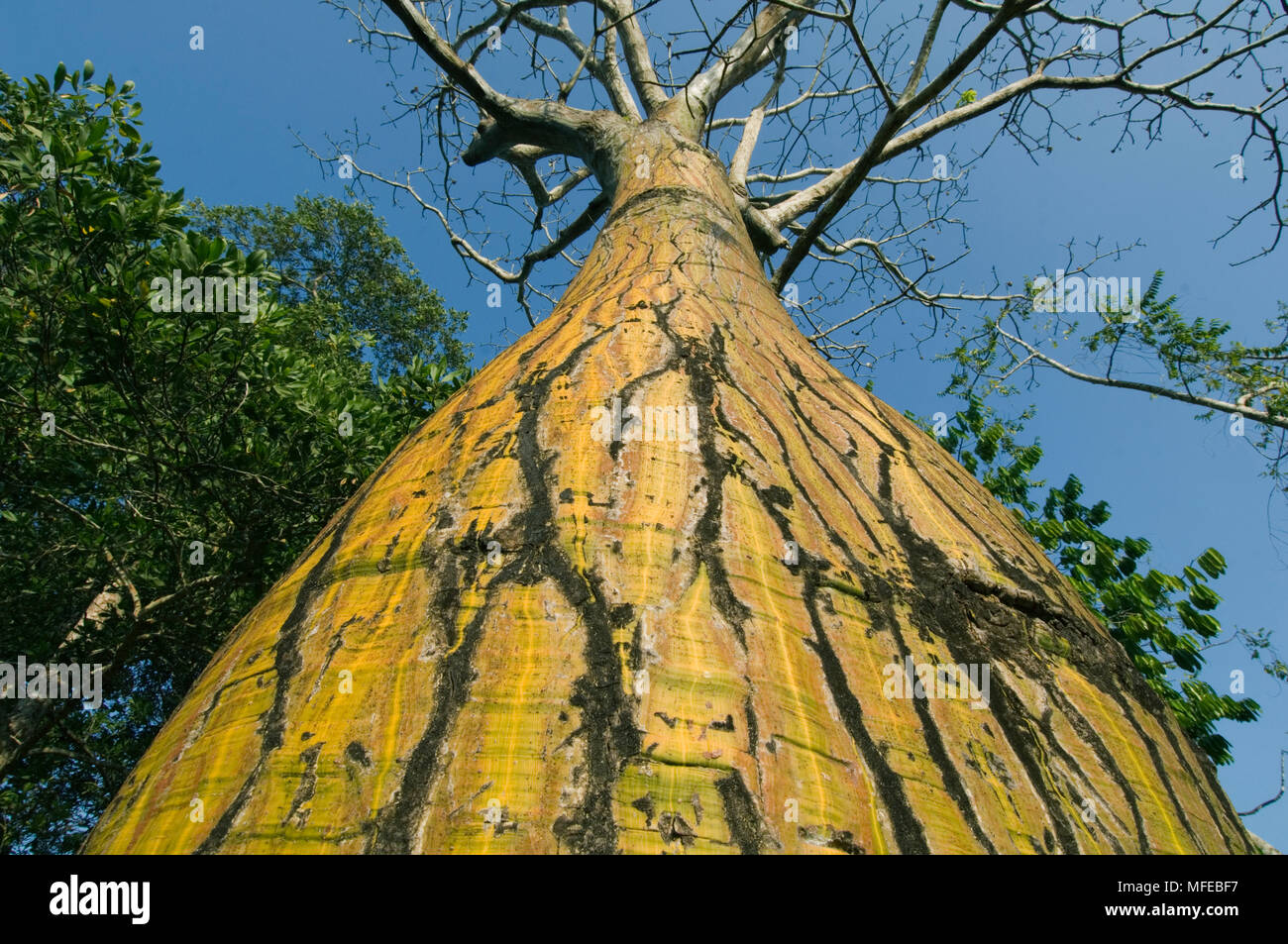 BARRIGON TREE (Pseudobombax septenatum) Cabo Blanco National Park, Costa Rica Stock Photo