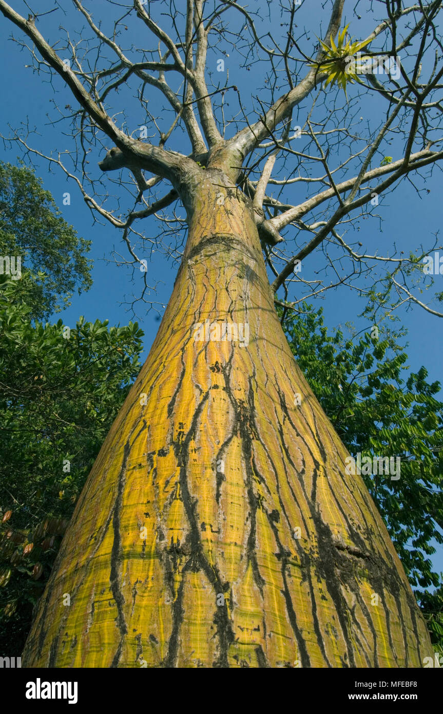 BARRIGON TREE (Pseudobombax septenatum) Cabo Blanco National Park, Costa Rica Stock Photo