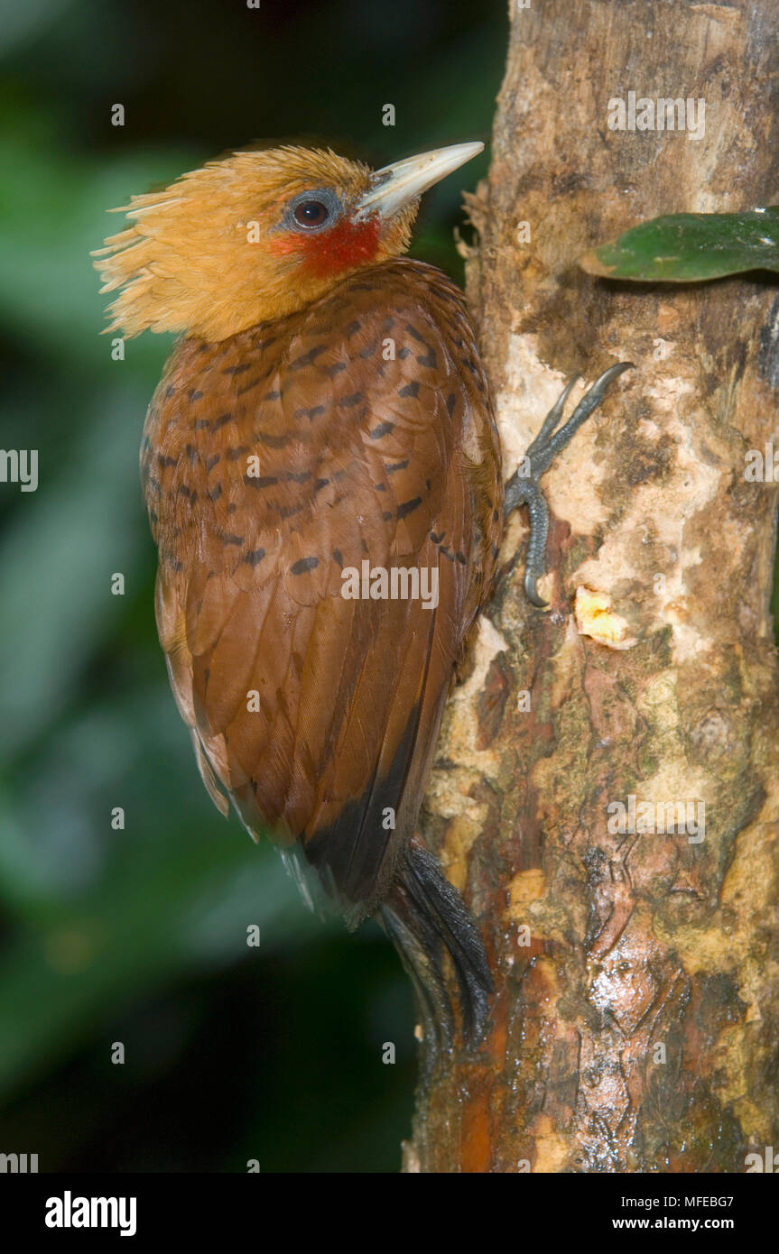 CHESTNUT-COLOURED WOODPECKER (Celeus castaneus) La Selva Reserve, Costa Rica Stock Photo