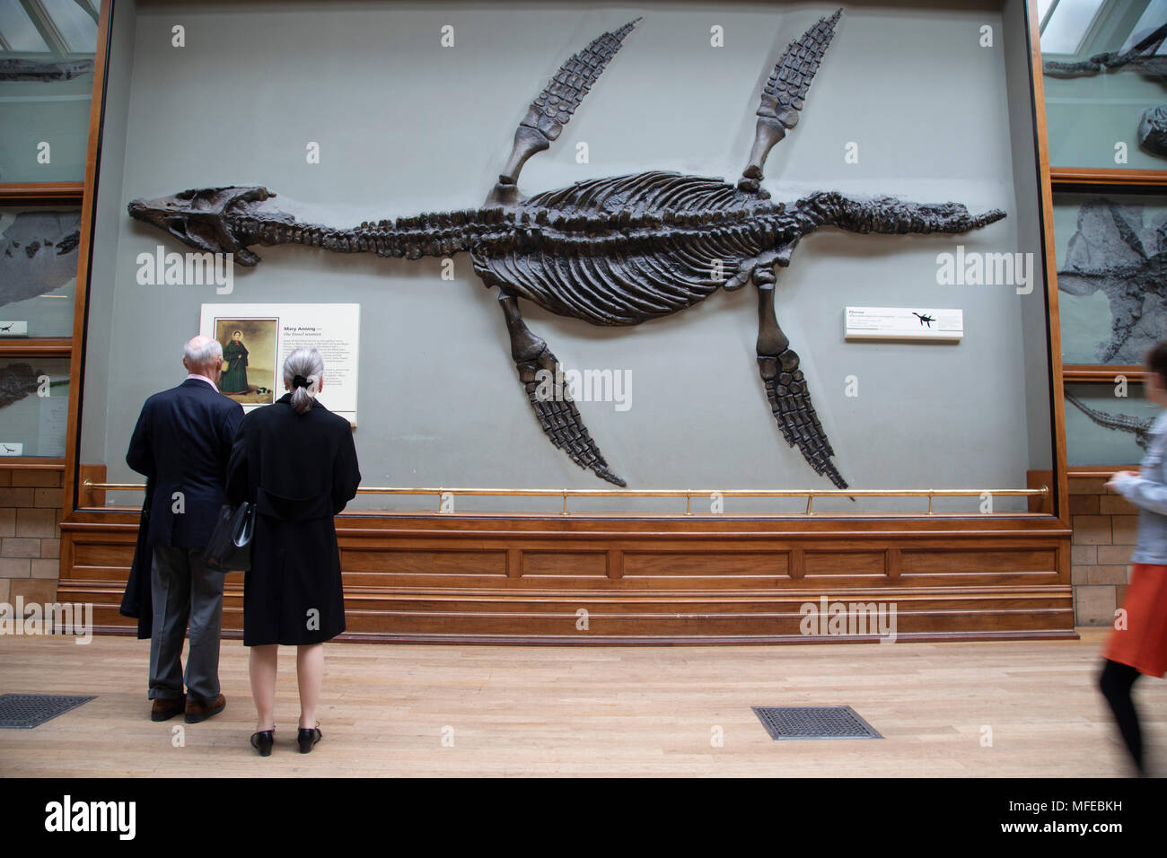 Pliosaur fossil at the Natural History Museum in London, England, United Kingdom. Pliosaurus