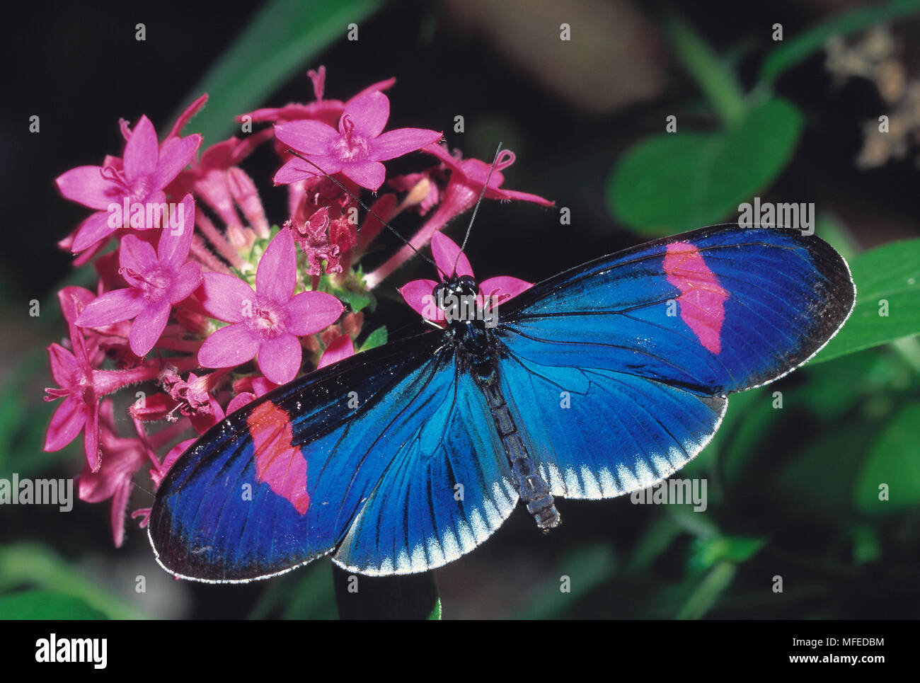 HELICONIUS BUTTERFLY on flower  Heliconius erato wings open. Central America Stock Photo