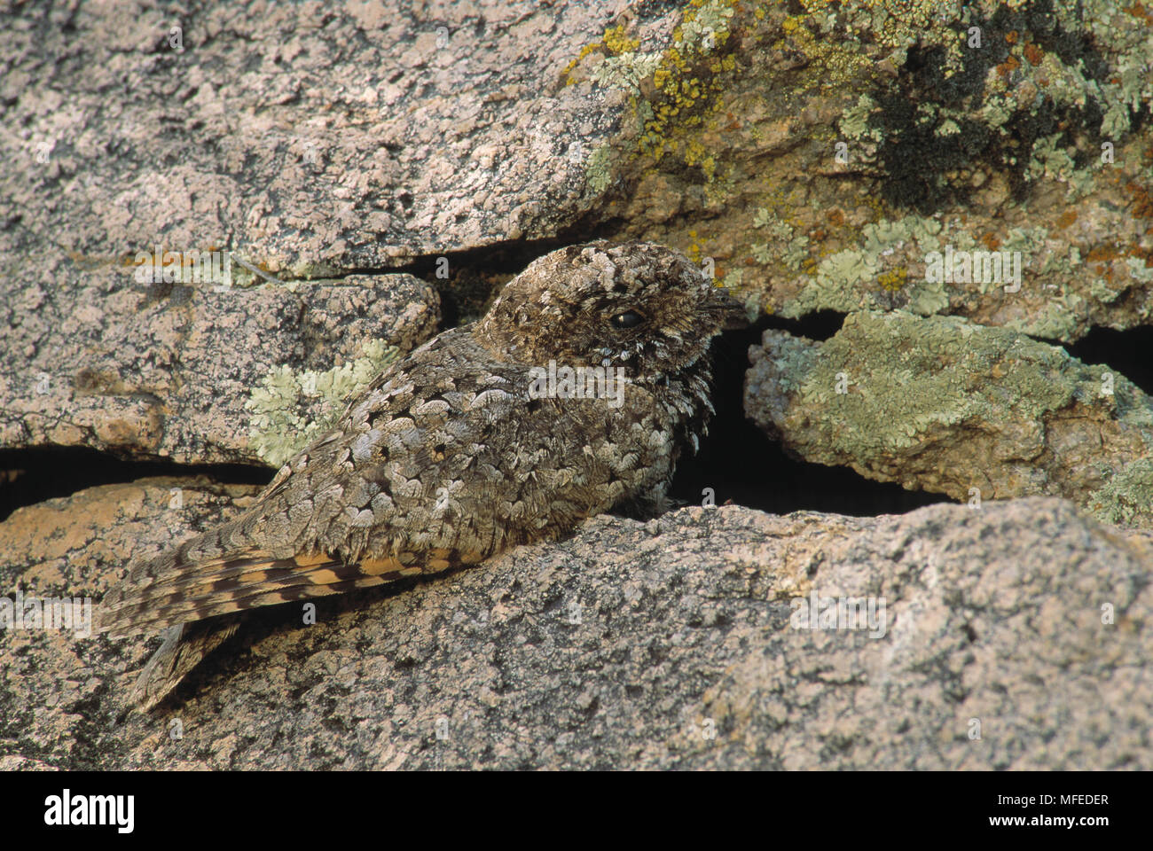 COMMON POORWILL Phalaenoptilus nuttallii camouflaged, Arizona, USA Stock Photo