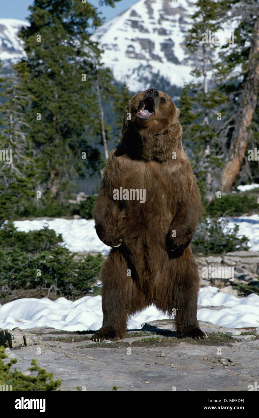 AMERICAN BROWN or GRIZZLY BEAR Ursus arctos horribilis on hind legs