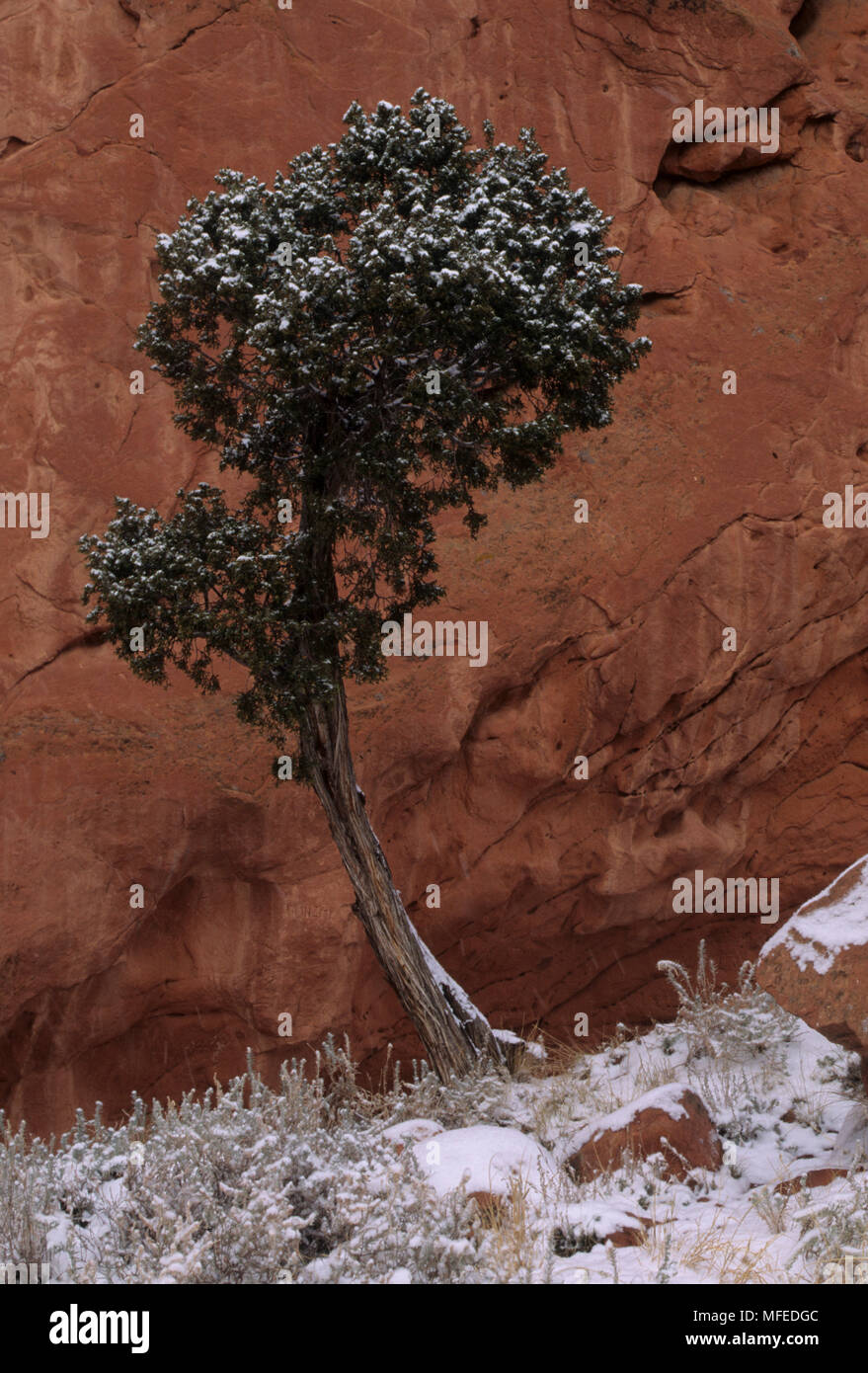 ROCKY MOUNTAIN JUNIPER Juniperus scopulorum with the first snow. Colorado, USA Stock Photo
