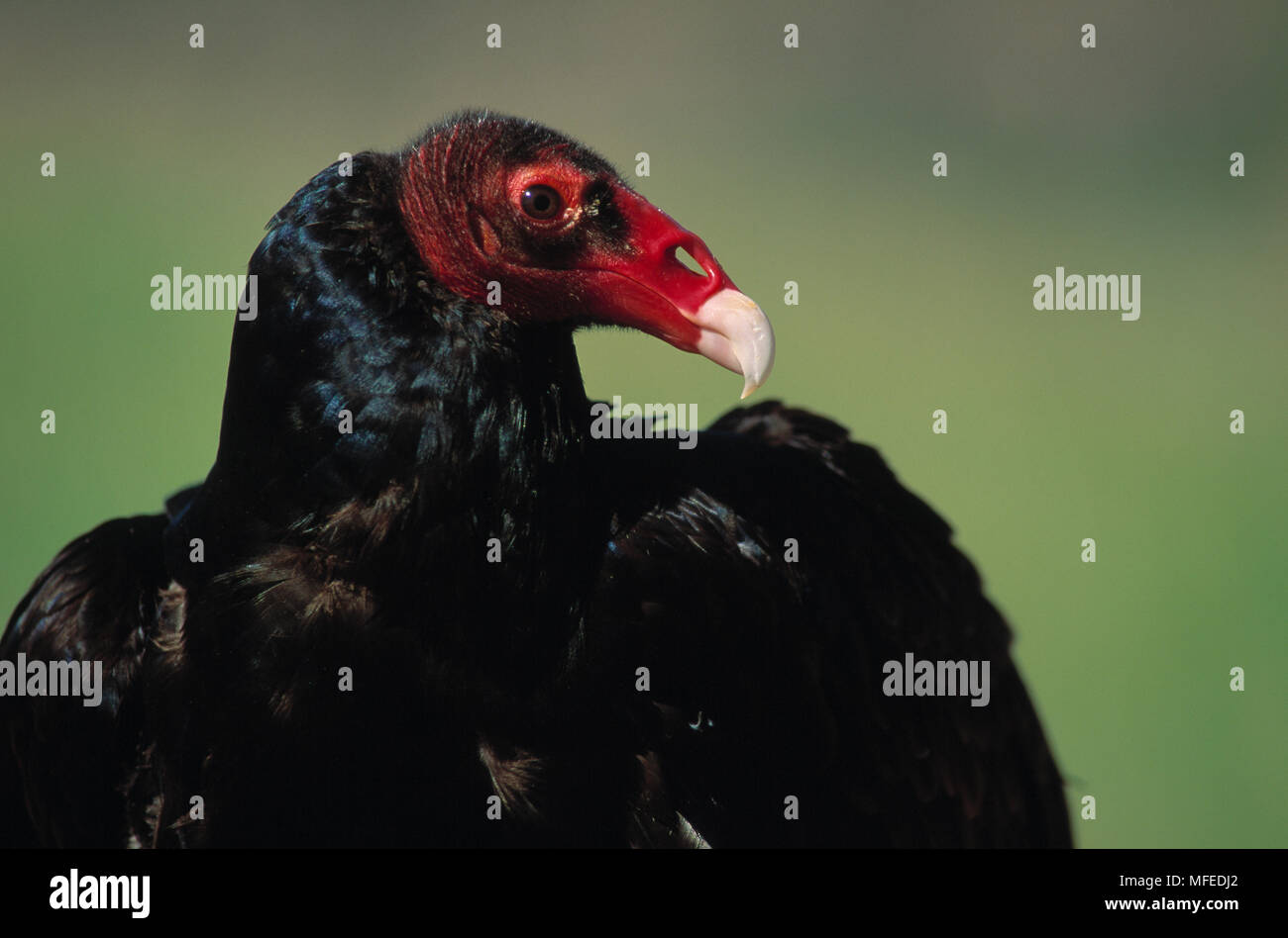 TURKEY VULTURE Cathartes Aura USA Stock Photo - Alamy