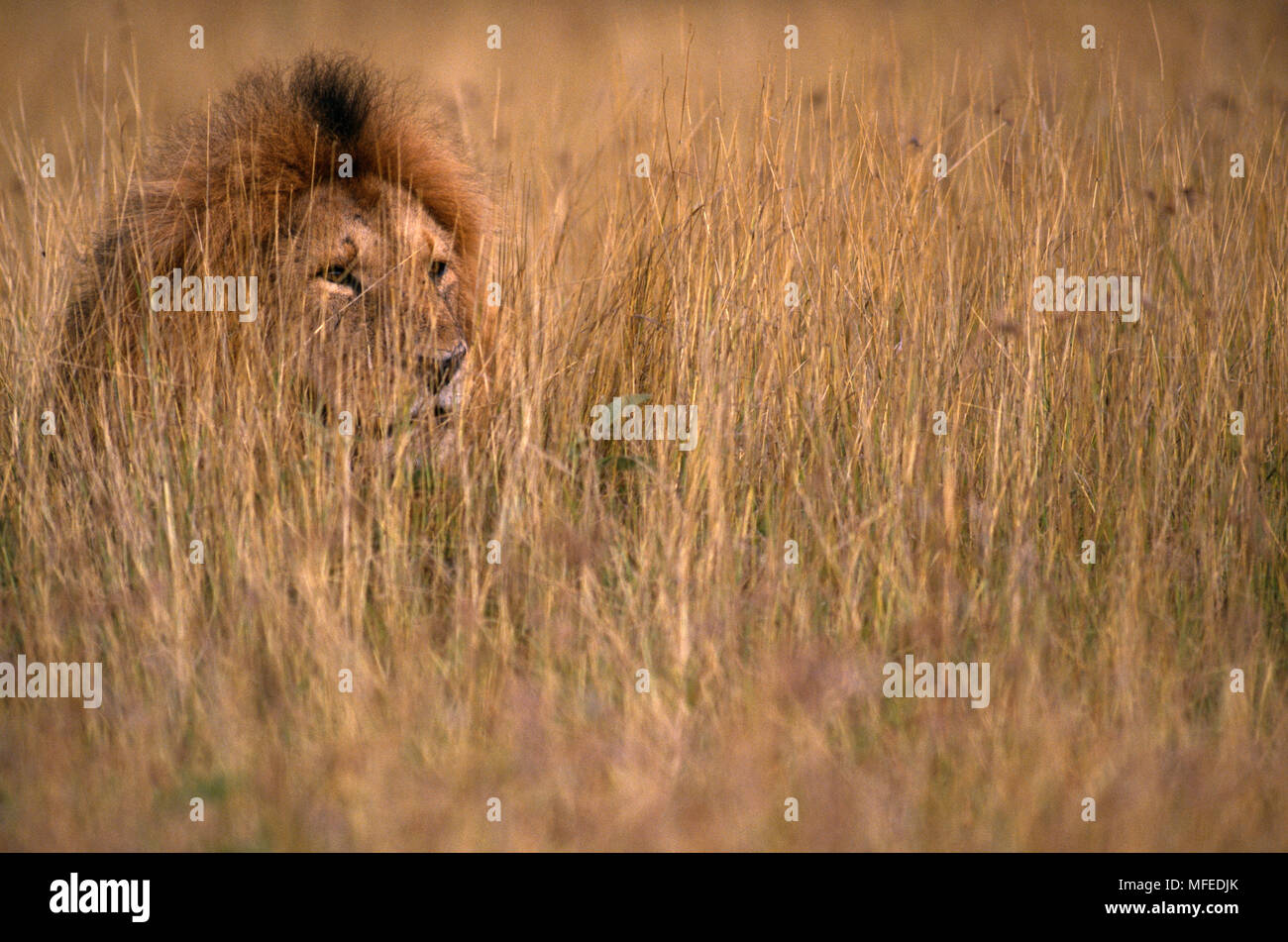 AFRICAN LION Panthera leo male in grass, Masai Mara National Reserve ...