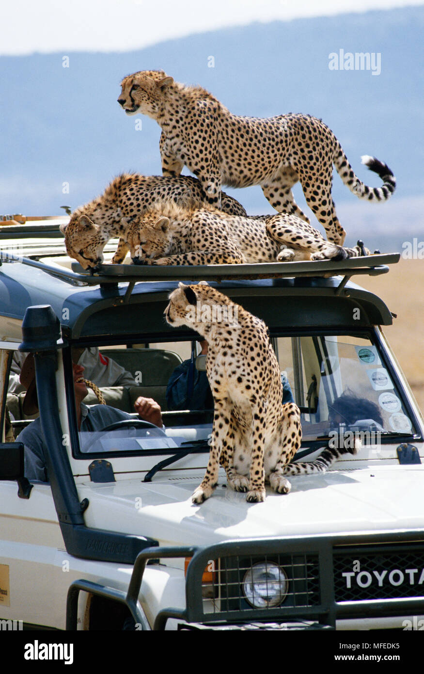 CHEETAHS on safari vehicle  Acinonyx jubatus Masai Mara National Reserve, Kenya Stock Photo