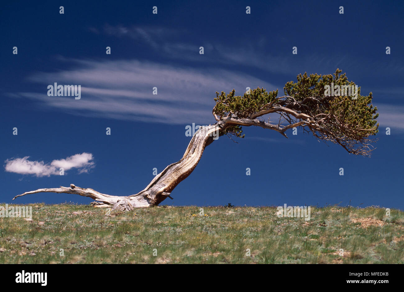 BRISTLECONE PINE  Pinus aristata Colorado, mid-western USA Stock Photo
