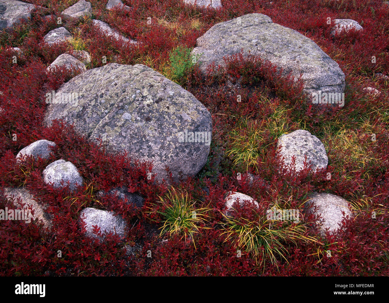 BLUEBERRY  Vaccinium sp. with foliage in autumn colours  Acadia Natl Park, Maine, USA Stock Photo