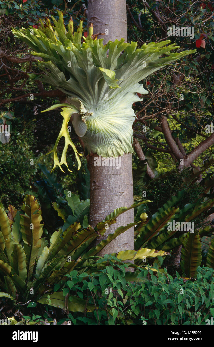 STAGHORN FERN in rainforest Platycerium sp. Lamington National Park