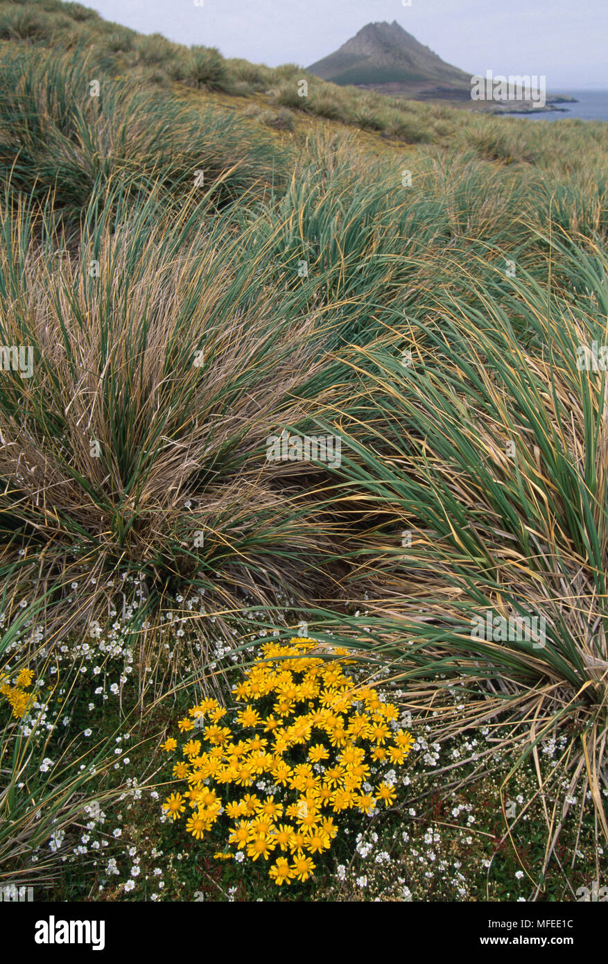 YELLOW DAISY  clump in flower     Senecio littoralis  amidst Tussock Grass  Steeple Jason Is,  Falkland Islands, South Atlantic Stock Photo