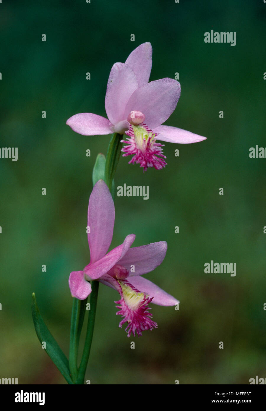 ROSE POGONIA ORCHID  flowers  Pogonia ophioglossoides in tamarack bog  Michigan, USA Stock Photo