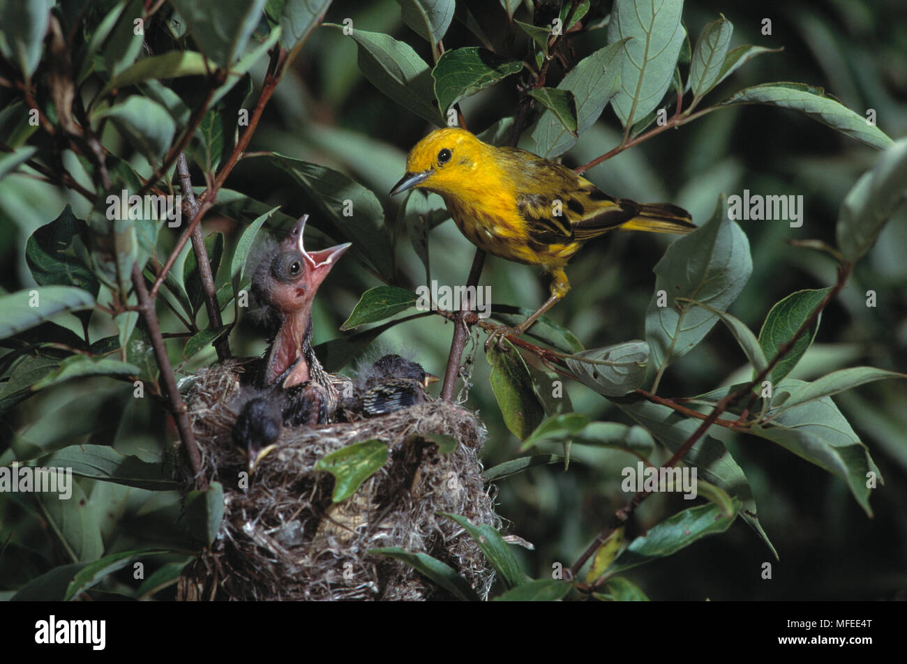 COWBIRD  young being fed Molothrus sp.  by foster Yellow Warbler  Dencroica petechia, Michigan, USA Stock Photo