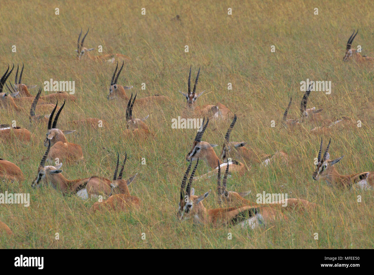 THOMSON'S GAZELLE group in long grass Gazella thomsoni Masai Mara ...