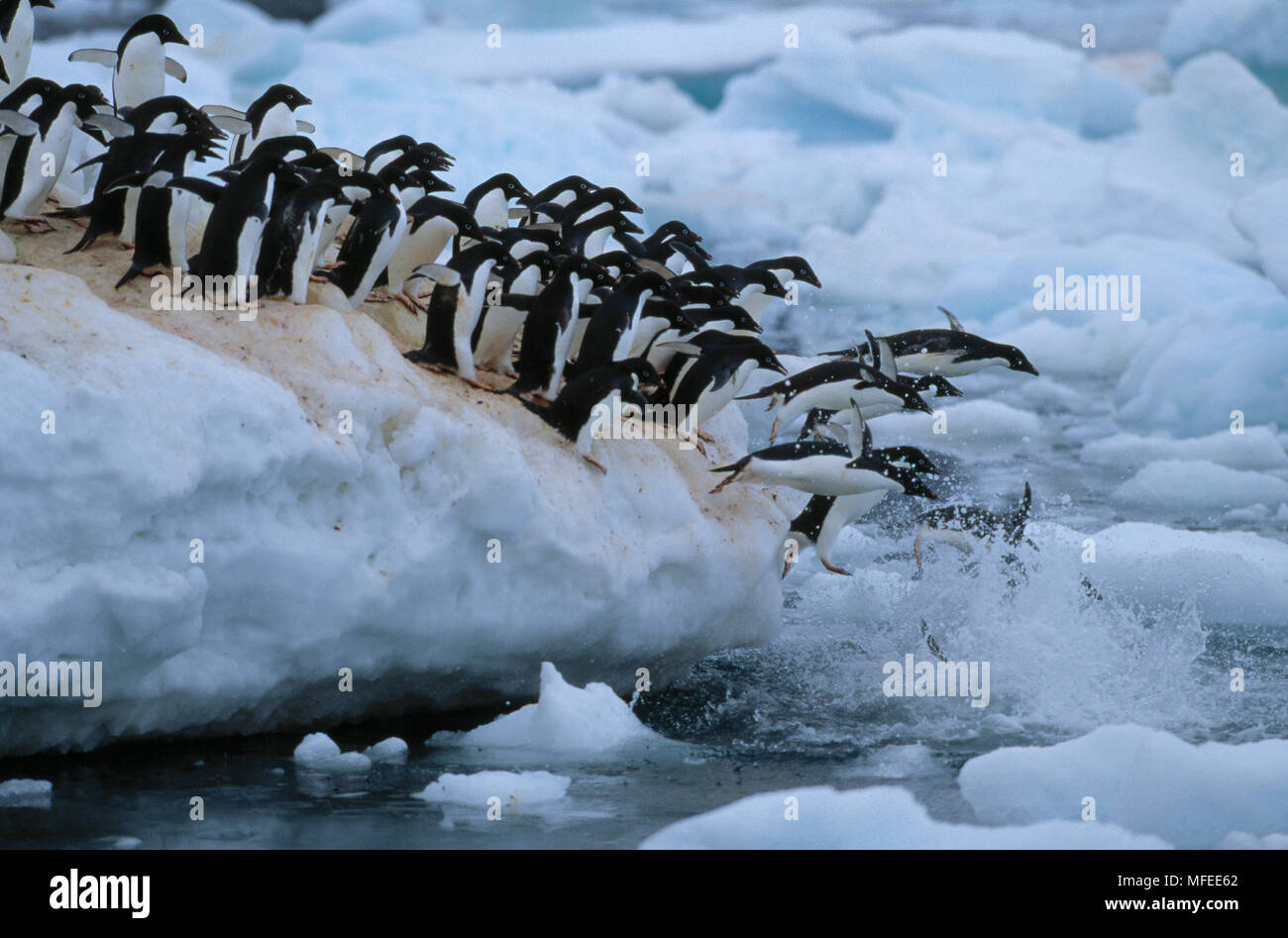 ADELIE PENGUINS Pygoscelis adeliae leaping from ice into sea Hope Bay ...