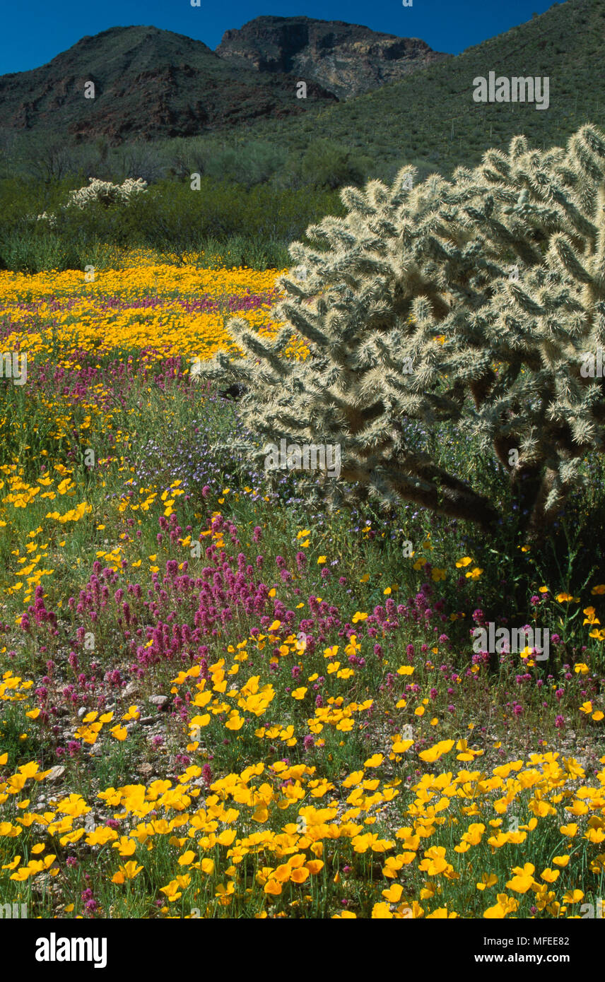 MEXICAN POPPIES & OWL CLOVER  in bloom with Cholla Cactus     Organ Pipe National Monument,  Sonoran Desert, Arizona, SW USA Stock Photo