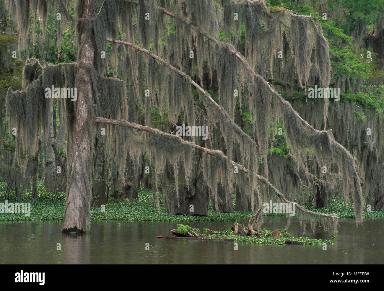 CYPRESS SWAMP with bald cypress  and spanish moss   May Atchafalaya Basin, Louisiana, USA Stock Photo