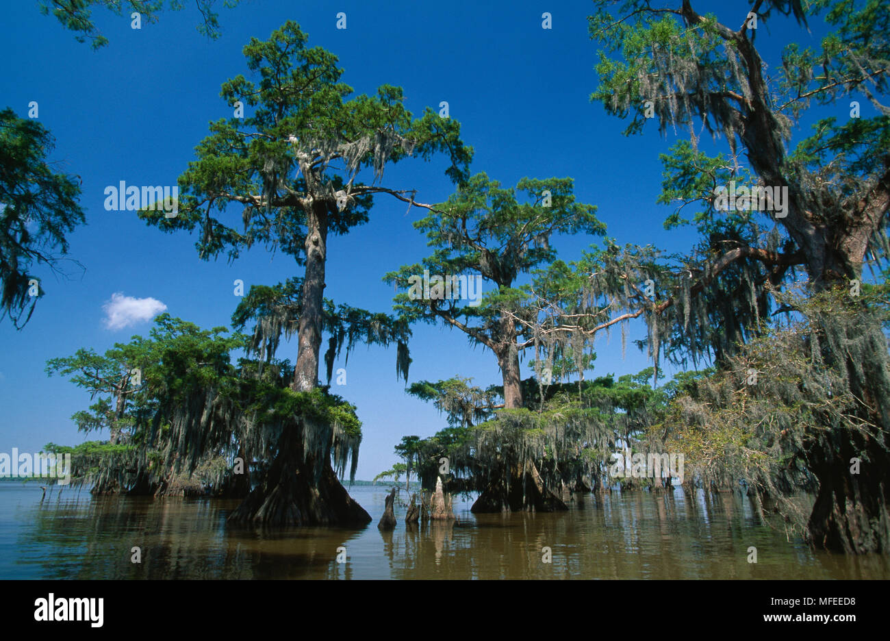 BALD CYPRESS   with spanish moss    Taxodium distichum  Atchafalaya Basin Swamp,  Louisiana, USA Stock Photo