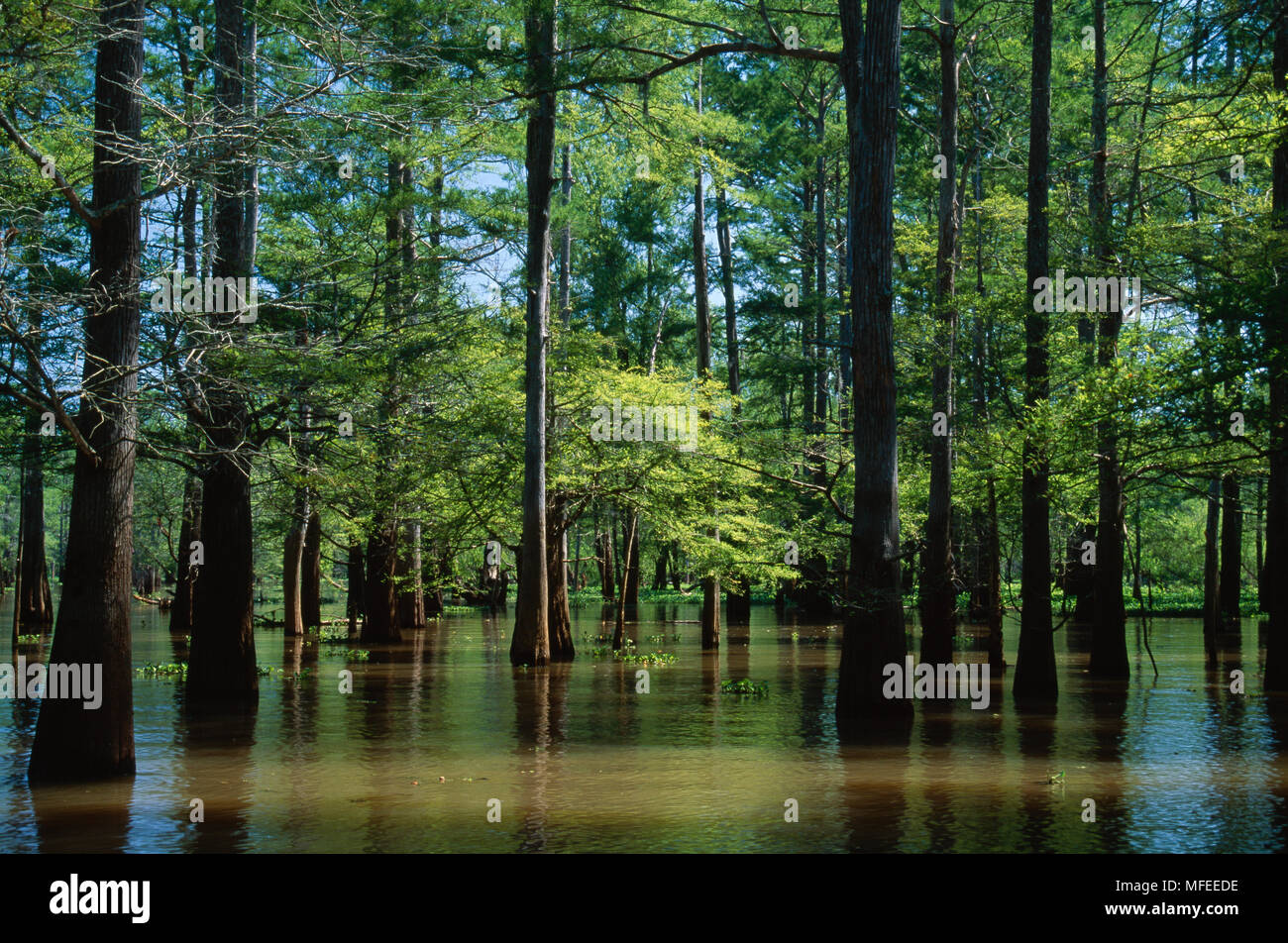 CYPRESS SWAMP with Bald Cypress Taxodium distichum Atchafalaya Basin, Louisiana, south eastern USA. Stock Photo