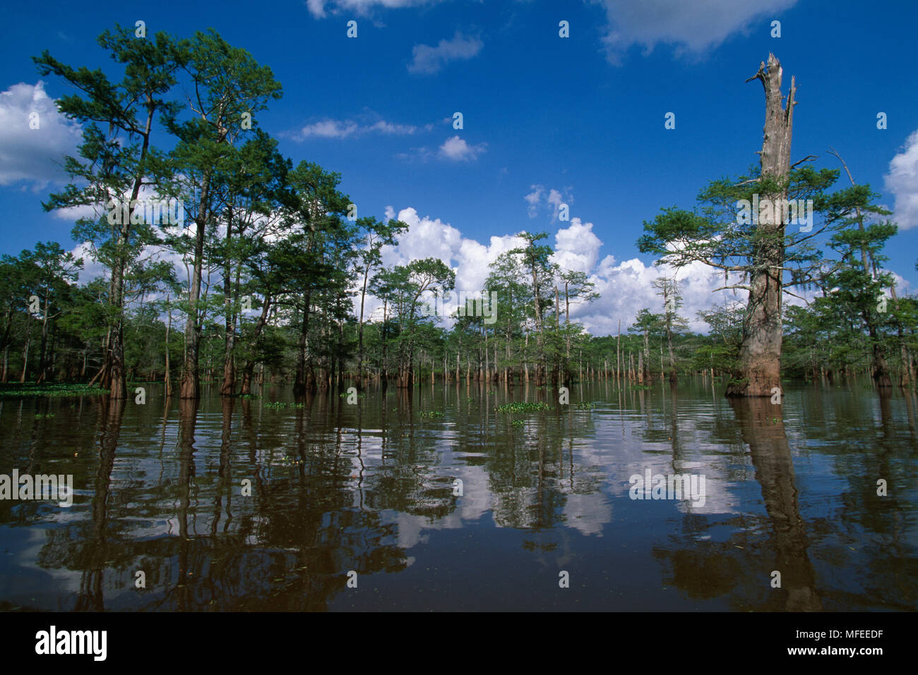 BALD CYPRESSES   growing in swamp Taxodium distichum Atchafalaya River Basin,   Louisiana, USA Stock Photo