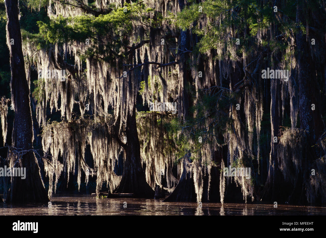 SPANISH MOSS on bald cypress Tillandsia usneoides Atchafalaya Basin Swamp, Louisiana, USA Stock