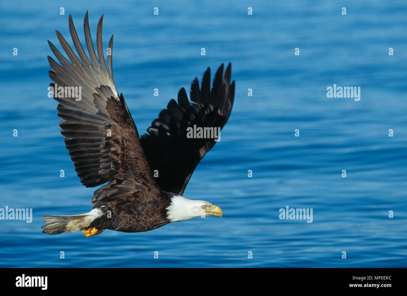 BALD EAGLE in flight Haliaeetus leucocephalus Alaska, USA Stock Photo ...