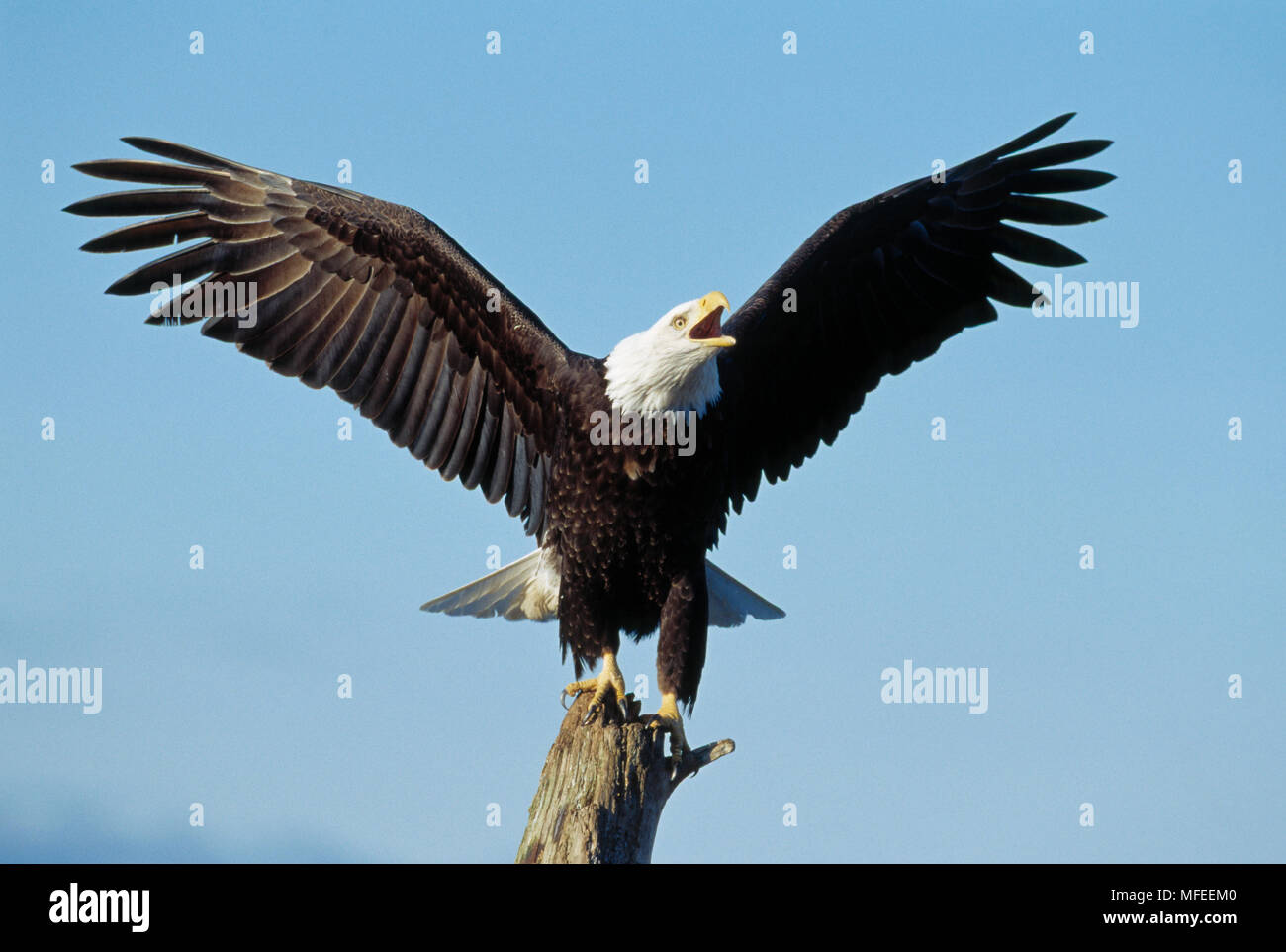 BALD EAGLE Haliaeetus leucocephalus calling Stock Photo - Alamy