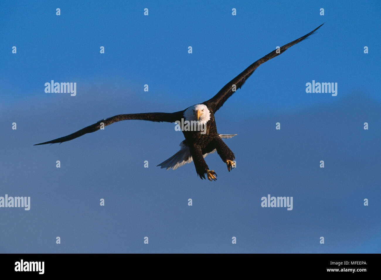 BALD EAGLE in flight Haliaeetus leucocephalus Alaska, USA Stock Photo ...