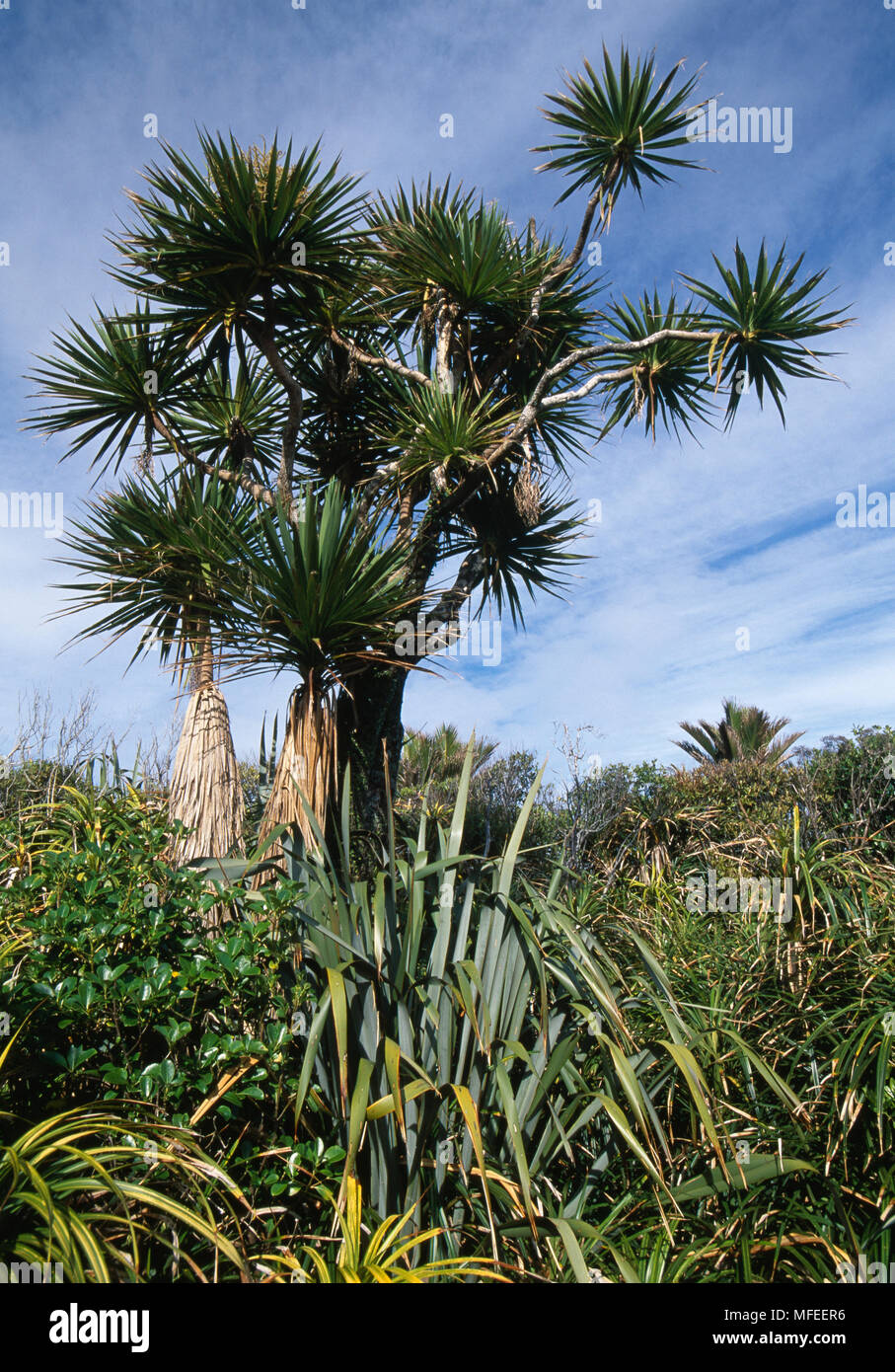 CABBAGE TREE & Phormium Cordyline australis New Zealand Stock Photo Alamy