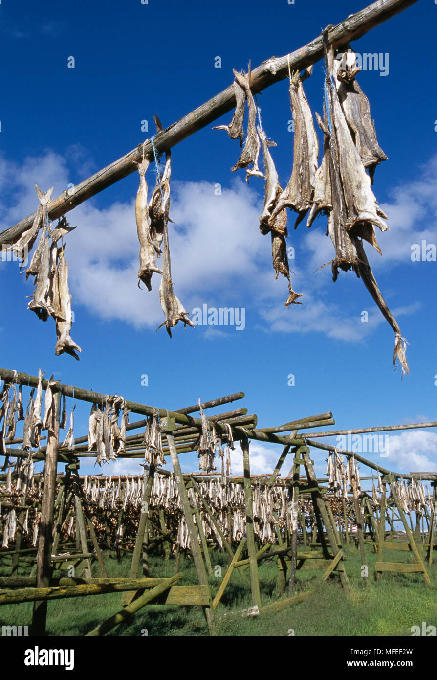 TRADITIONAL DRYING of cod catch on wooden racks, Iceland. July Stock ...