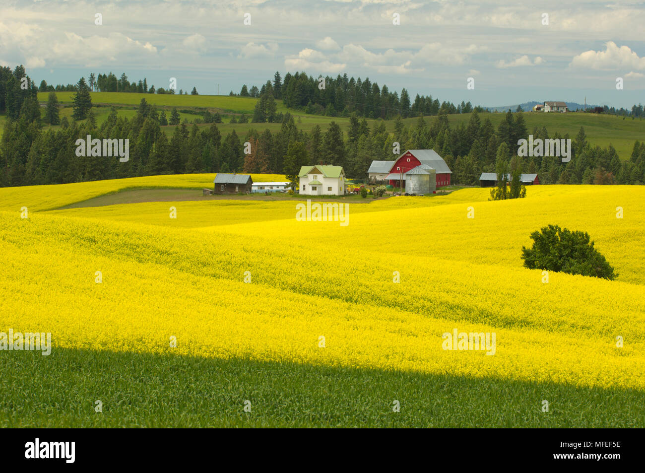 FARM AND WHEAT FIELDS with canola, Palouse farming region, near Moscow, Idaho USA Stock Photo
