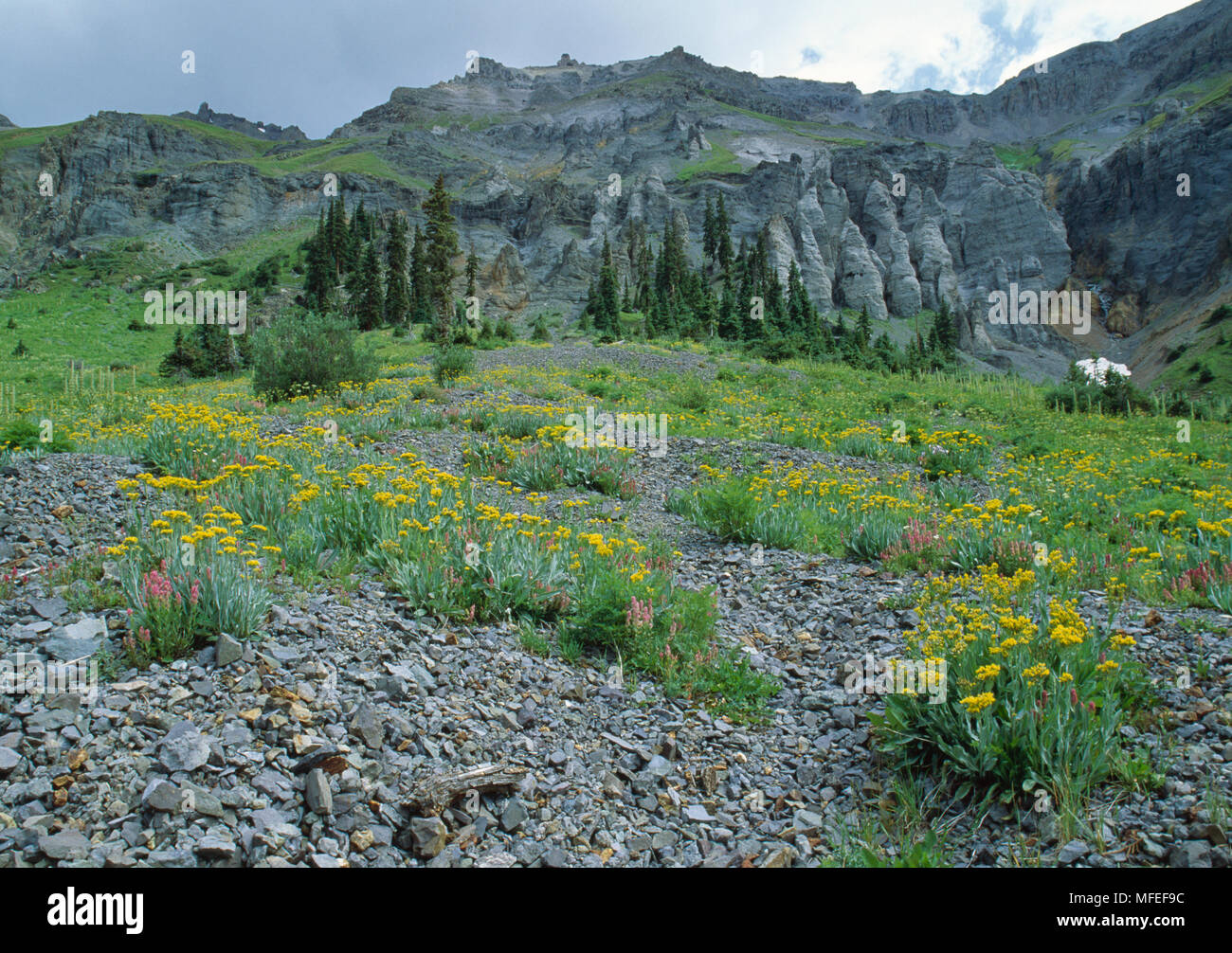 ALPINE FLOWERS Groundsel Senecio sp. and Paintbrush Castilleja sp.  Yankee Boy Basin, Colorado, USA. Stock Photo