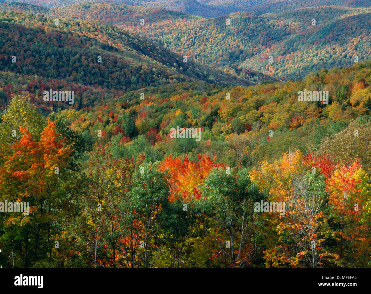 DECIDUOUS FOREST IN AUTUMN Green Mountain National Forest Vermont USA 