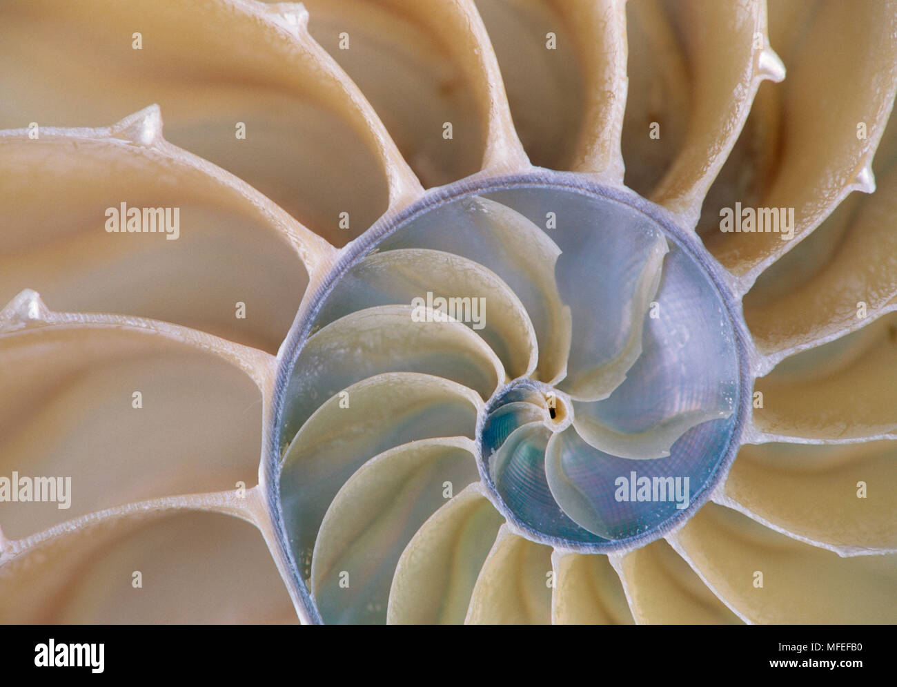 CHAMBERED NAUTILUS cross section of interior of shell Stock Photo - Alamy