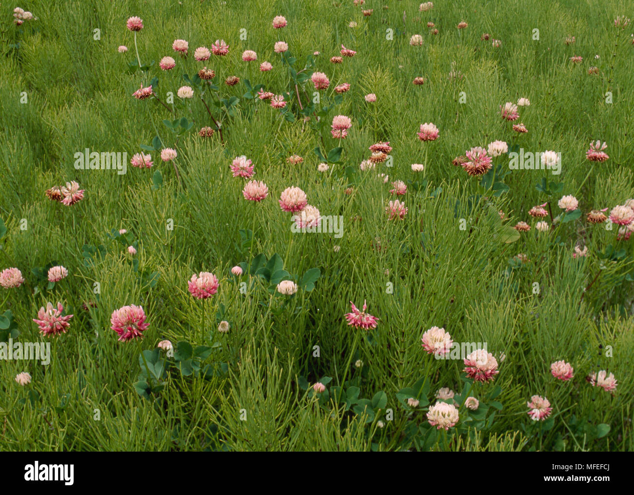 CLOVER Trifolium sp. growing admist Horsetail Equisetum sp. Alberta, Canada. Stock Photo