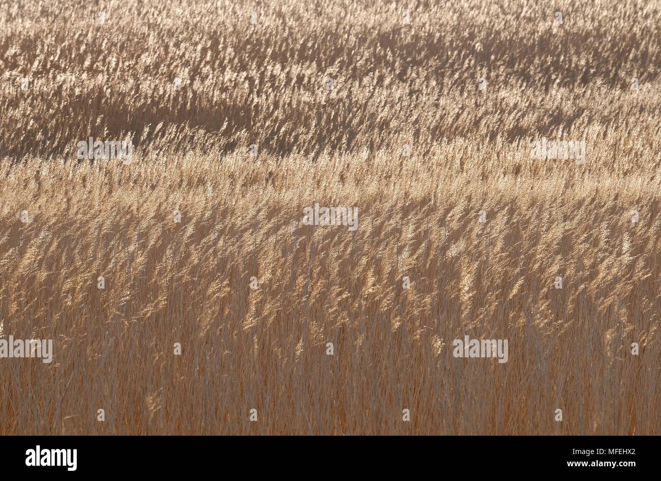 Norfolk reed phragmites hires stock photography and images Alamy