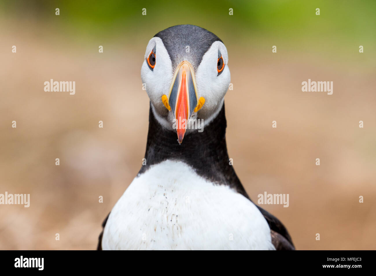 A beautiful young puffin staring with big open eyes into camera Stock Photo