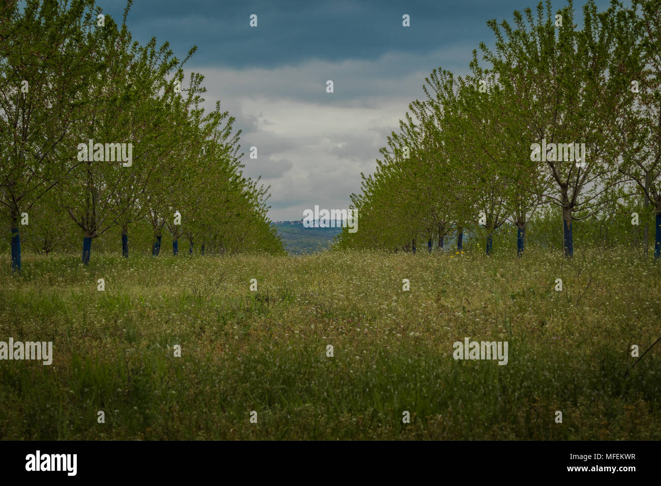 Between Grass Rows green grass between rows of trees on orchard under blue summer sky ...
