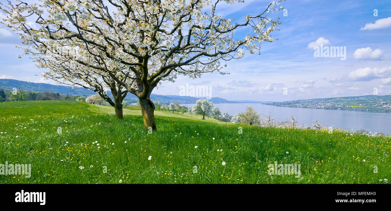 Landscape cherry blossom trees hi-res stock photography and images - Alamy