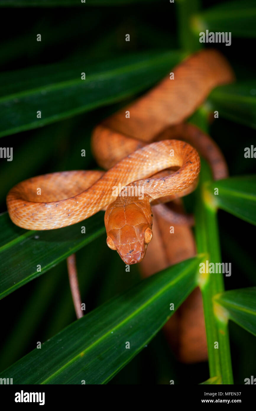 Brown Tree Snake (Boiga irregularis), Fam. Colubridae, Mission Beach, Queensland, Australia Stock Photo