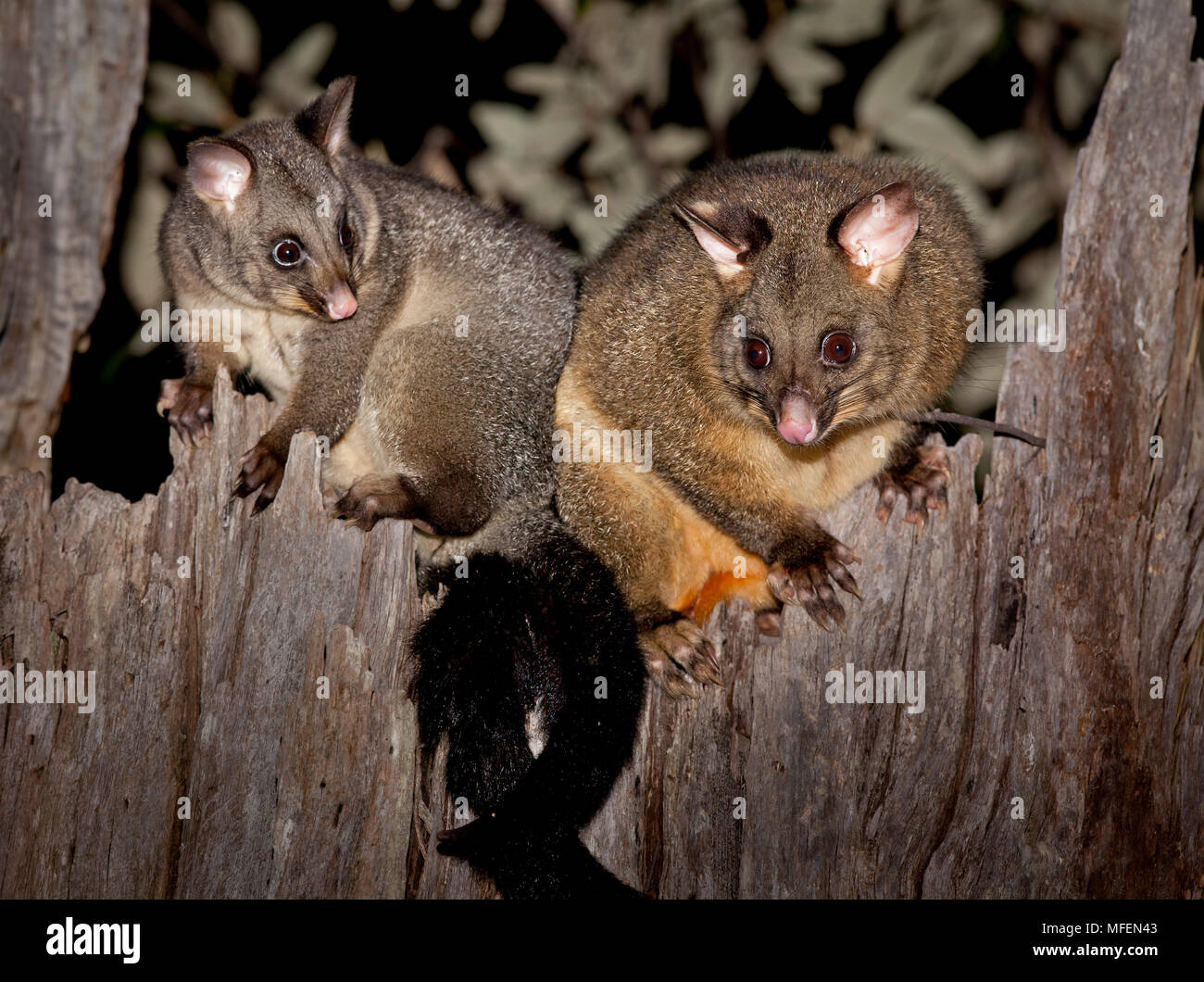 Brushtail Possum (Trichosurus vulpecula), Fam. Phalangeridae, Marsupialia, Female (right) with her almost fully grown offspring, Mt Field National Par Stock Photo