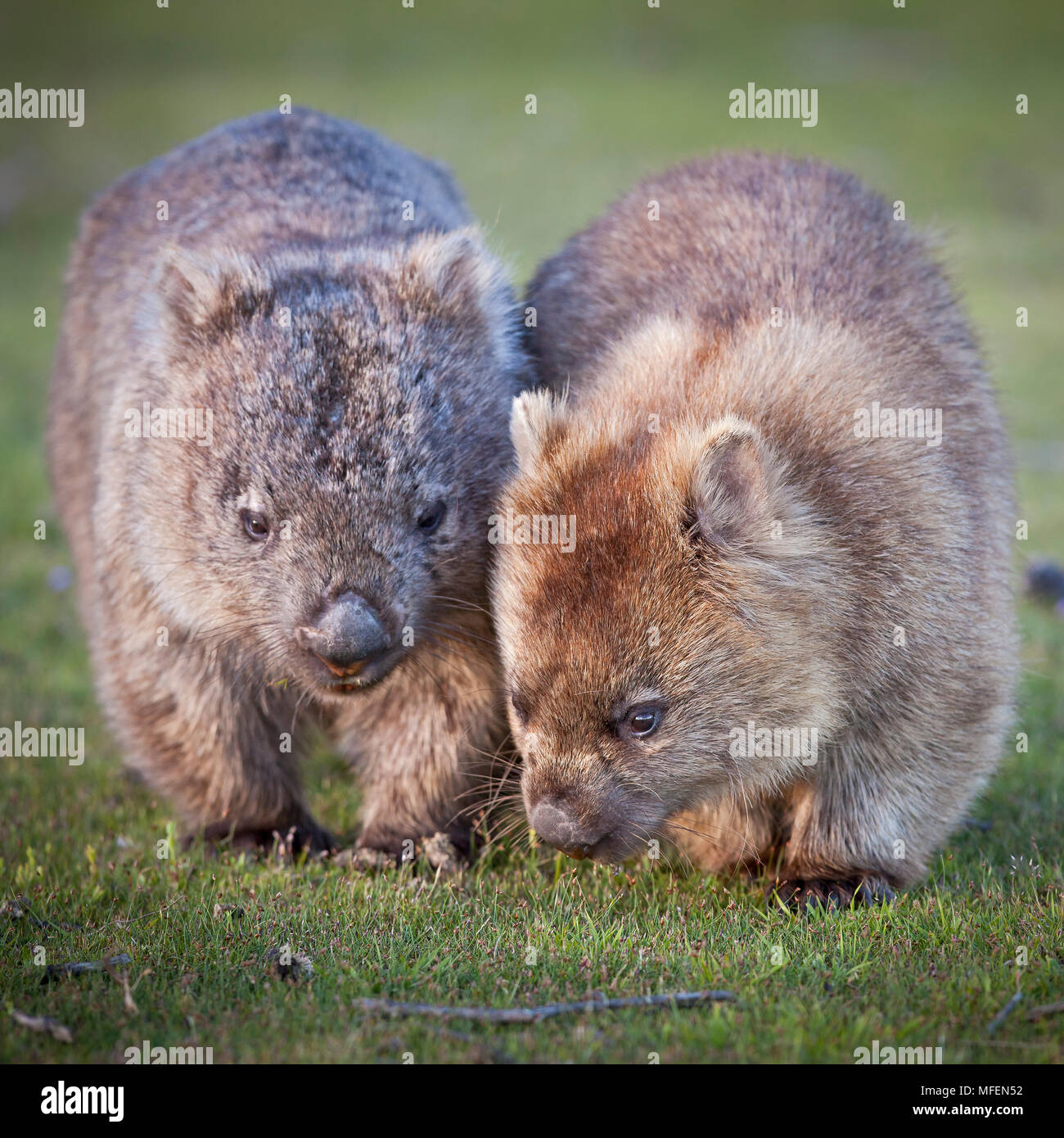 Common Wombat (Vombatus ursinus), Fam. Vombatidae, Marsupialia, Largest burrowing mamals, Male on right, Female left, Narawntapu National Park, Tasman Stock Photo
