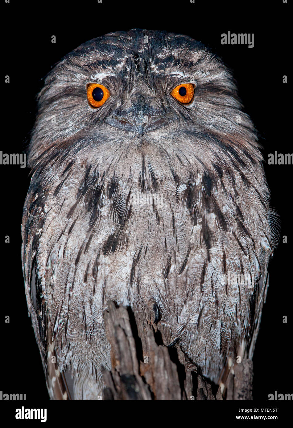 Tawny Frogmouth (Podargus strigoides), Fam. Podargidae,  Carnarvon National Park, Queensland, Australia Stock Photo