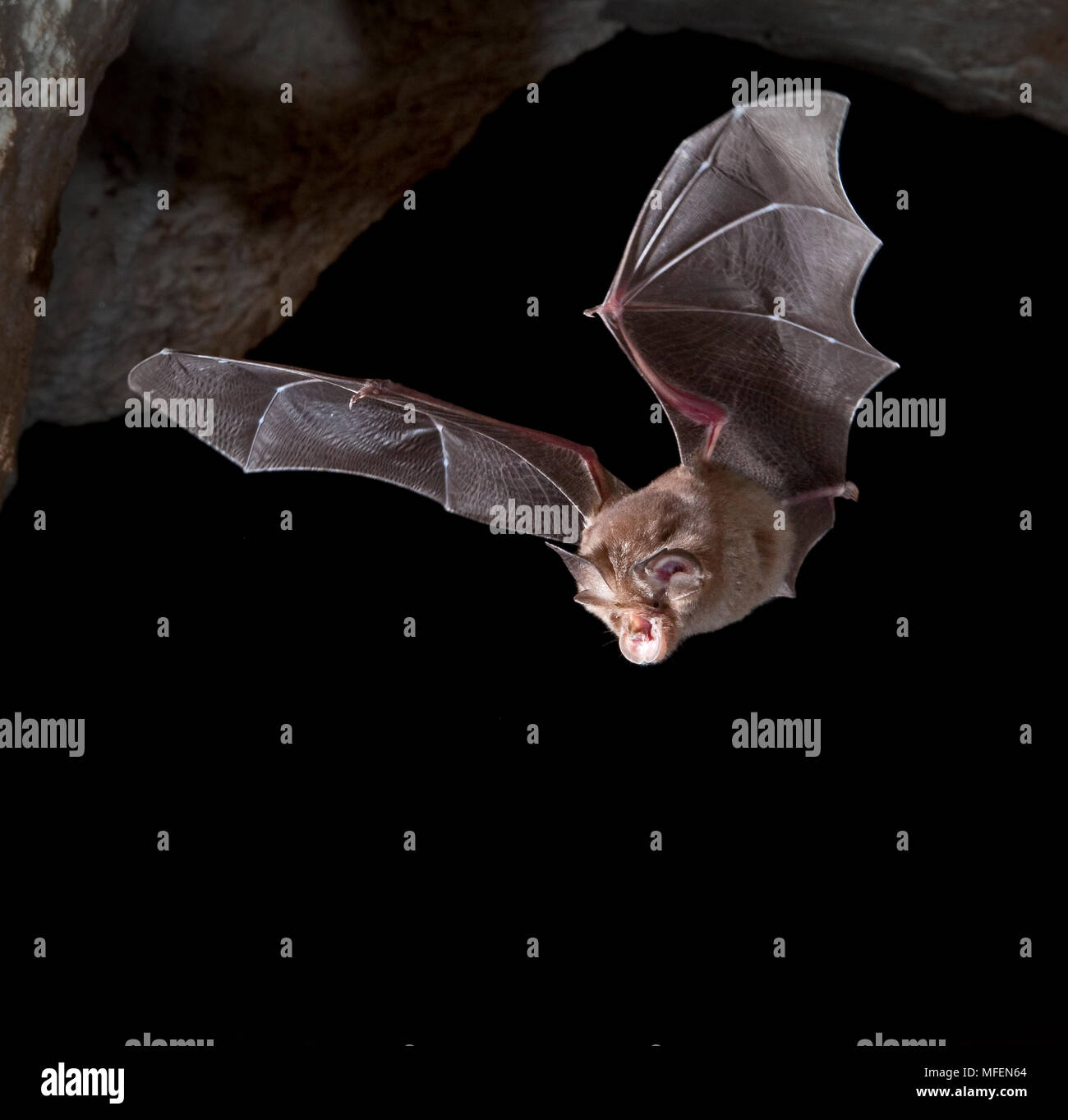 Eastern Horseshoe Bat (Rhinolophus megaphyllus), Fam. Rhinolophidae, Bat leaving its roost cave at dusk, Ashford Caves, Kwiamble National Park, New So Stock Photo